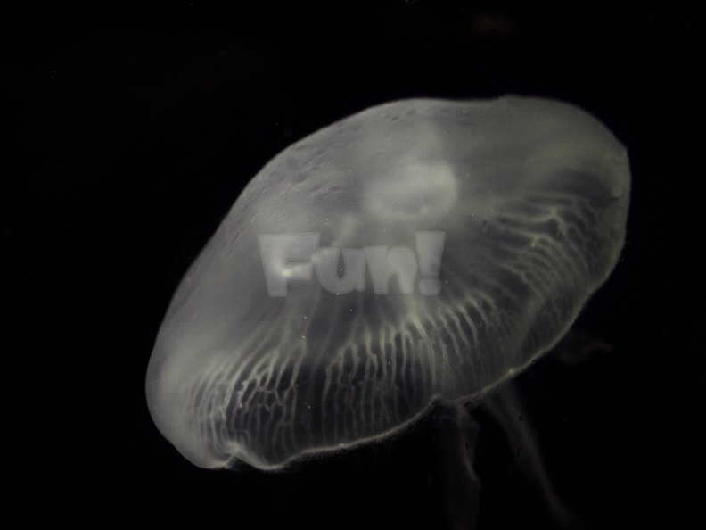 OM-1 RAW 000220
